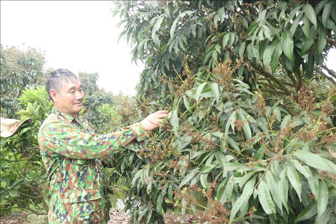Ông Nguyễn Mạnh Tường, xã Tam Đa, huyện Phù Cừ (Hưng Yên) kiểm tra sâu bệnh gây hại trên cây vải thời kỳ quả non. Ảnh: Mạnh Khánh - TTXVN