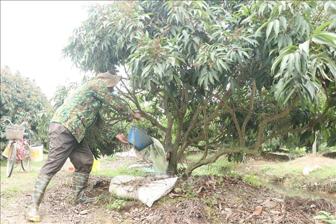 Người dân xã Tam Đa, huyện Phù Cừ (Hưng Yên) chăm sóc cây vải thời kỳ quả non. Ảnh: Mạnh Khánh - TTXVN