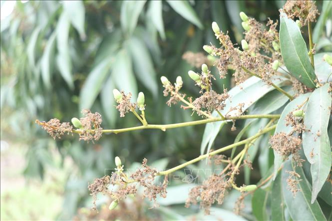 Thời kỳ cây vải đậu quả non. Ảnh: Mạnh Khánh - TTXVN