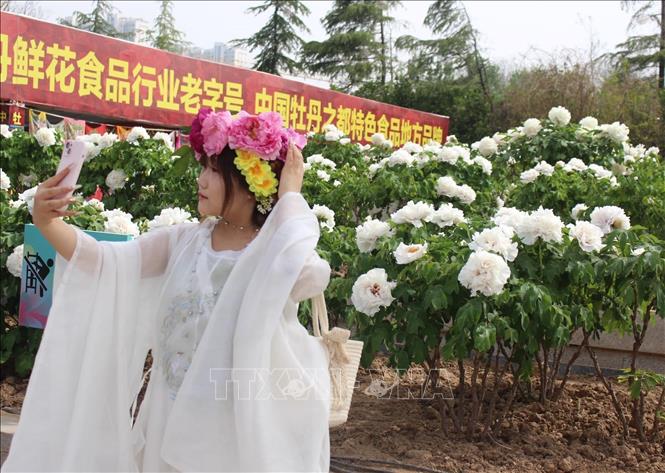 Du khách chụp ảnh với mẫu đơn trắng. Ảnh: Hải Yến - PV TTXVN tại Bắc Kinh
