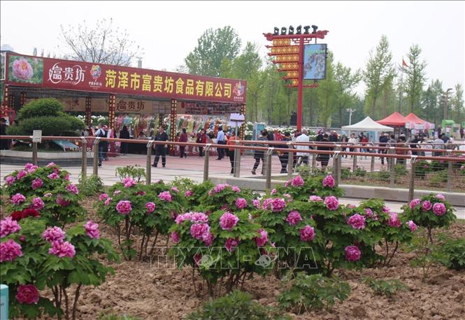 Công viên mẫu đơn Tào Châu tại thành phố Hà Trạch, tỉnh Sơn Đông (Trung Quốc). Ảnh: Hải Yến - PV TTXVN tại Bắc Kinh
