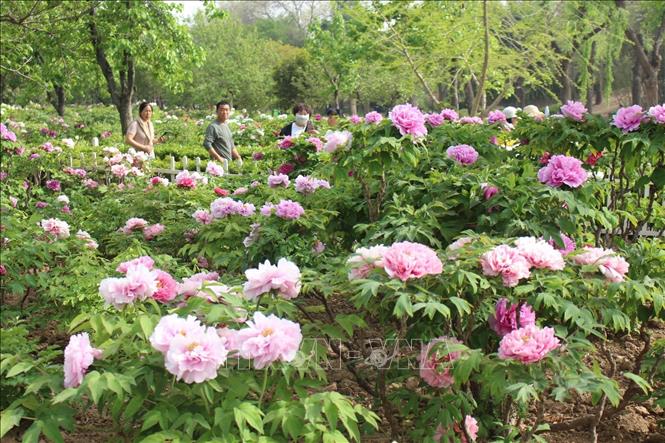 Mẫu đơn khoe sắc trong nắng. Ảnh: Hải Yến - PV TTXVN tại Bắc Kinh
