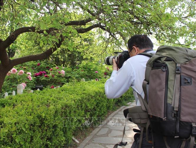 Nhiếp ảnh gia ghi lại vẻ đẹp của mẫu đơn. Ảnh: Hải Yến - PV TTXVN tại Bắc Kinh