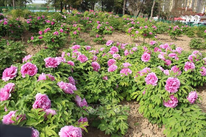 Mẫu đơn khoe sắc rực rỡ. Ảnh: Hải Yến - PV TTXVN tại Bắc Kinh

