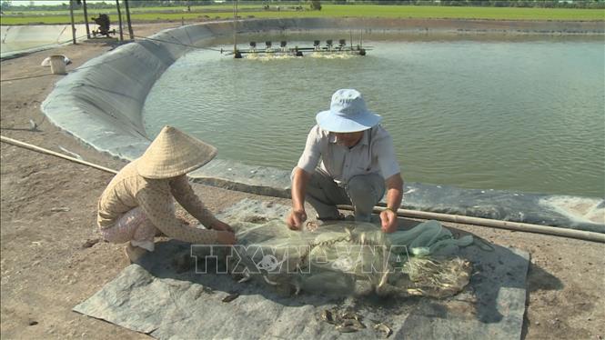 Nông dân thu hoạch cá chốt. Ảnh: TTXVN phát