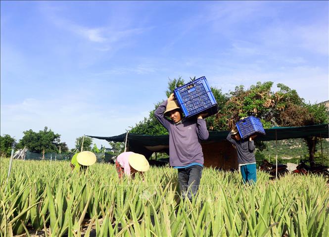 Có được nguồn nước tưới, nhiều doanh nghiệp mạnh dạn đầu tư trồng cây nha đam ở huyện Ninh Sơn theo hướng Global GAP. Ảnh: Công Thử - TTXVN