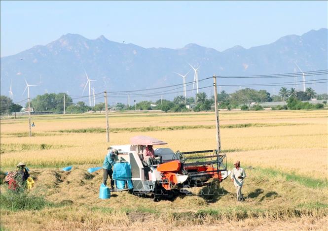 Nhờ nguồn nước tưới của hồ Tân Giang, nông dân vùng tâm hạn ở huyện Thuận Nam có điều kiện gieo trồng và được thu hoạch trọn vẹn vụ lúa Đông-Xuân sớm 2025. Ảnh: Công Thử - TTXVN