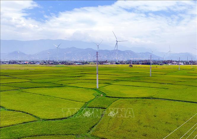 Có nguồn nước tưới, hầu hết diện tích sản xuất lúa ở huyện Thuận Bắc đều được đưa vào sản xuất. Ảnh: Công Thử - TTXVN