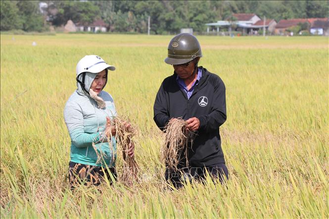 Người dân ở thị xã Đông Hòa (tỉnh Phú Yên) nỗ lực phòng trừ nhưng cây lúa vẫn bị nhiễm rầy. Ảnh: Tường Quân – TTXVN