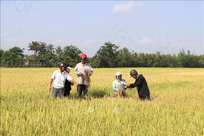 Nhiều diện tích lúa cuối vụ thuộc xã Hòa Tân Đông (thị xã Đông Hòa, Phú Yên) bị rầy phát sinh gây hại. Ảnh: Tường Quân – TTXVN
