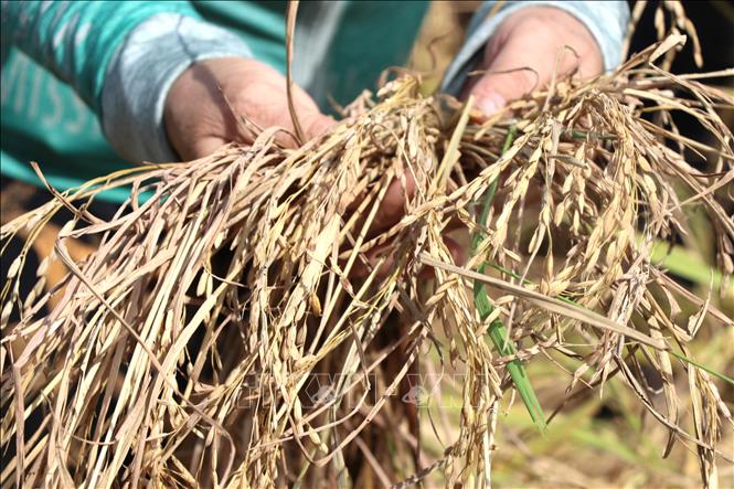 Lúa bị nhiễm rầy nặng dẫn đến hạt lép, nguy cơ mất mùa cao. Ảnh: Tường Quân – TTXVN