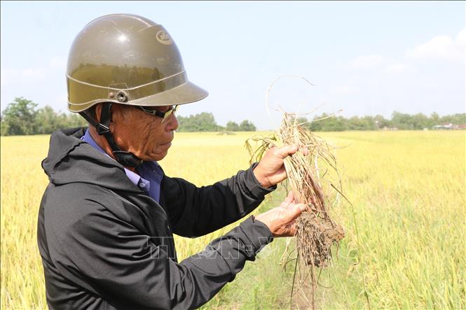 Cây lúa bị rầy tấn công ở giai đoạn chín sáp - chín sữa, dẫn đến hư gốc, chết cây. Ảnh: Tường Quân - TTXVN