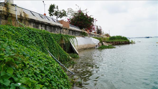 Một đoạn kè Thường Thới Tiền bị sụp lún, sạt lở “ăn sâu” vào chân kè. Ảnh: Nhựt An - TTXVN