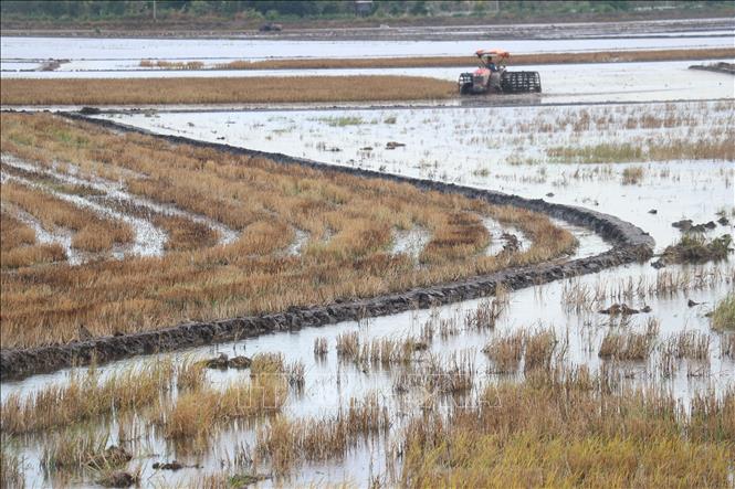 Máy cày trục đất phục vụ xuống giống cho vụ lúa Hè Thu 2025 tại xã Tân Phú, huyện Thanh Bình (Đồng Tháp). Ảnh: Nguyễn Văn Trí - TTXVN