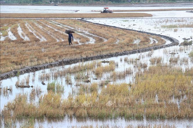 Máy cày trục đất phục vụ xuống giống cho vụ lúa Hè Thu 2025 tại xã Tân Phú, huyện Thanh Bình (Đồng Tháp). Ảnh: Nguyễn Văn Trí - TTXVN