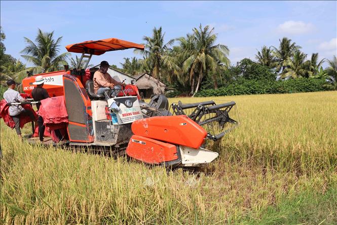Hợp tác xã Nông nghiệp Phước Hảo, huyện Châu Thành, tỉnh Trà Vinh thu hoạch lúa. Ảnh: Thanh Hòa - TTXVN