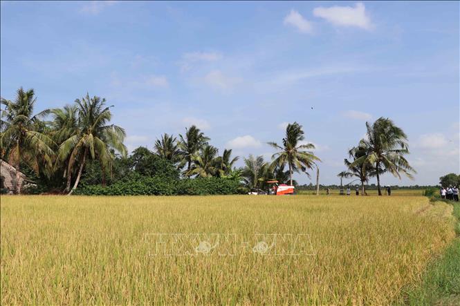 Hợp tác xã Nông nghiệp Phước Hảo, huyện Châu Thành, tỉnh Trà Vinh, thu hoạch lúa trong mô hình. Ảnh: Thanh Hòa - TTXVN