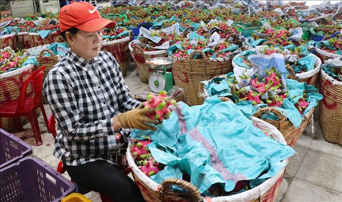 Công nhân tỉ mỉ lựa chọn từng trái thanh long đạt tiêu chuẩn trước khi cung ứng ra thị trường. Ảnh: Đức Tâm - TTXVN