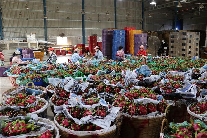 Phân loại thanh long tại vựa thu mua ở xã Quơn Long, huyện Chợ Gạo, tỉnh Tiền Giang. Ảnh: Đức Tâm - TTXVN