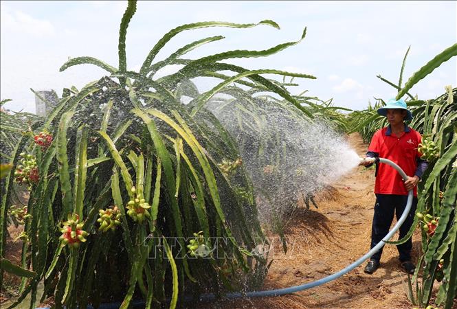 Nông dân Chợ Gạo chăm sóc vườn cây để có những trái thanh long nghịch vụ chất lượng. Ảnh: Đức Tâm - TTXVN