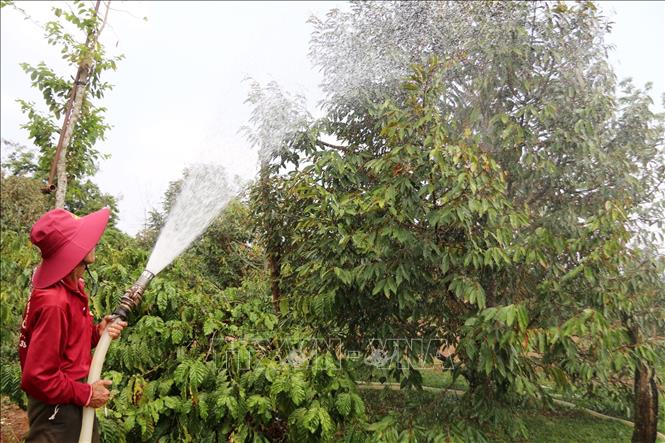 Nông dân Đắk Lắk chủ động tưới cho cây từ sáng để cung cấp lượng nước và làm tản nhiệt trong vườn. Ảnh: TTXVN phát 