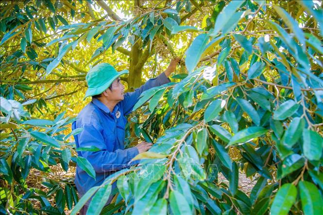 Nông dân Đắk Lắk thăm vườn, chú trọng chăm sóc vườn cây giai đoạn ra hoa, xổ nhụy, kết trái. Ảnh: TTXVN phát 