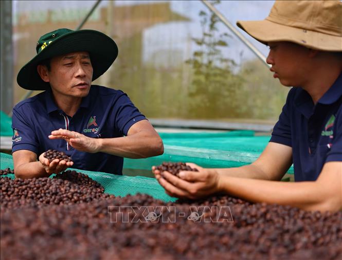 Le Dinh Tu, owner of the Aeroco Coffee Farm, shares that his nine-hectare organic coffee farm is developed based on a multi-layered ecosystem, including the overstory layer, the understory layer, the coffee layer, and the ground layer. VNA Photo: Thanh Tùng