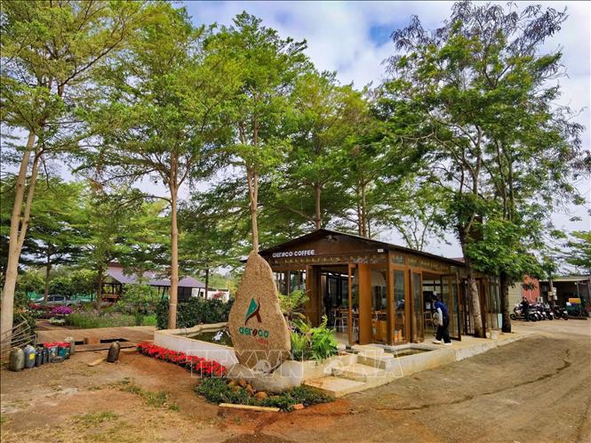 Aeroco Coffee Farm is an attractive coffee tourism destination for domestic and international tourists. VNA Photo: Thanh Tùng