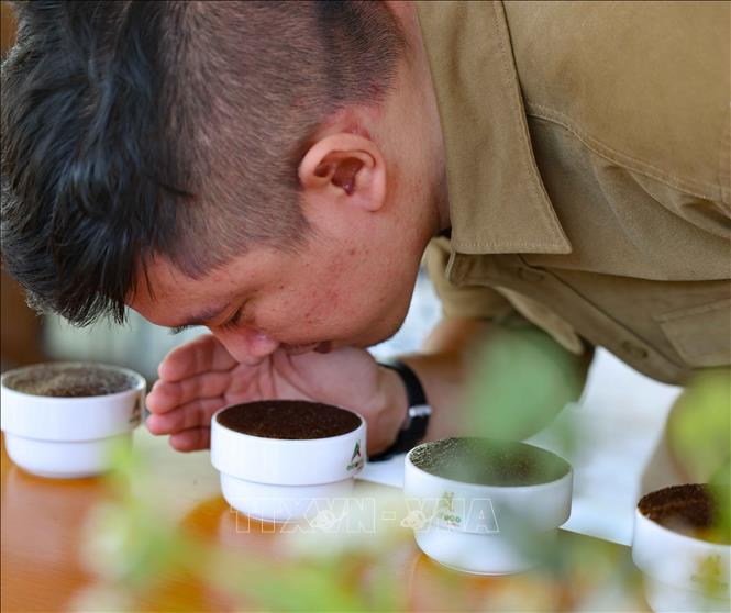 Visitors to the Aeroco Coffee Farm can enjoy coffee cupping experience. VNA Photo: Thanh Tùng