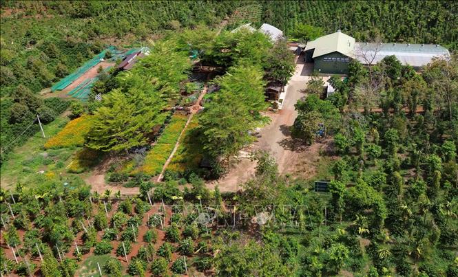 A view of Aeroco Coffee Farm. VNA Photo: Thanh Tùng