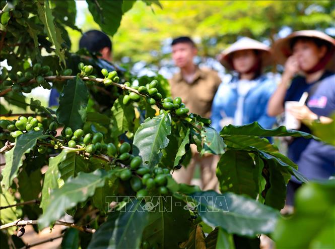 Visitors learn about the coffee growing and producing process, to understand and appreciate the work behind organic coffee. VNA Photo: Thanh Tùng