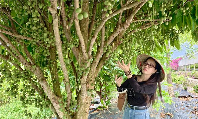 Khách du lịch thích thú với những chùm dâu xanh sai trĩu quả. Ảnh: Thanh Sang- TTXVN

