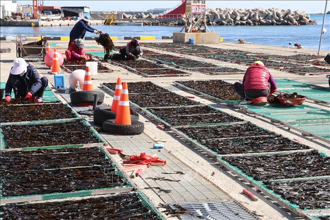 Người dân phơi rong biển tại Busan, Hàn Quốc. Ảnh: Yonhap/TTXVN