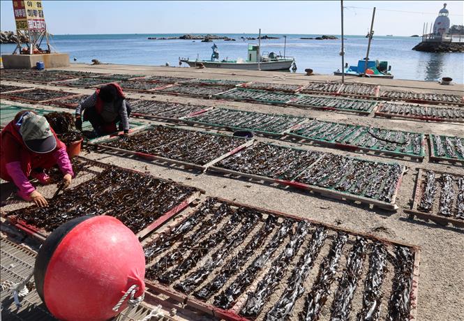 Người dân phơi rong biển tại Busan, Hàn Quốc. Ảnh: Yonhap/TTXVN