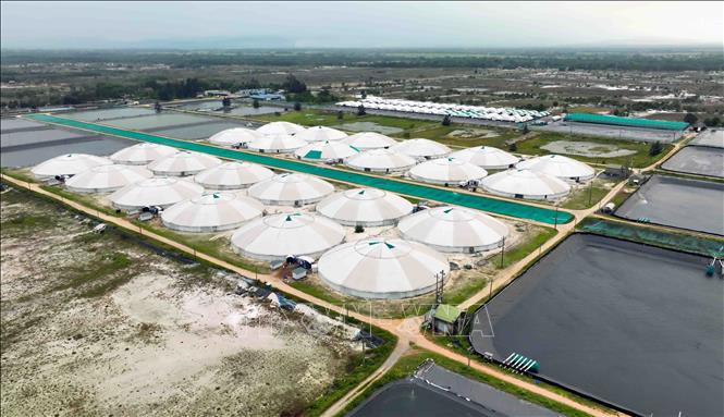 Công ty TNHH Thuỷ sản công nghệ cao Chi nhánh CP 1 tại Quảng Trị ở xã Hải Bình, huyện Hải Lăng, mỗi năm cho thu hoạch từ 450 - 500 tấn tôm thương phẩm. Ảnh: Vũ Sinh – TTXVN