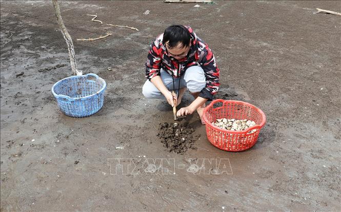 Khách du lịch trải nghiệm cào ngao tại bãi biển Gò Công (Tiền Giang). Ảnh: Hữu Chí - TTXVN