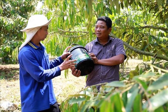 Nông dân Tổ hợp tác Hòn Đen (xã Ea Bar, huyện Sông Hinh, tỉnh Phú Yên)  kỳ vọng được hưởng lợi từ thương hiệu sầu riêng Đắk Lắk. Ảnh: Xuân Triệu - TTXVN
