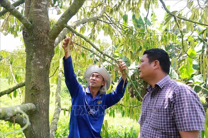 Nông dân Tổ hợp tác Hòn Đen (xã Ea Bar, huyện Sông Hinh, tỉnh Phú Yên)  kỳ vọng được hưởng lợi từ thương hiệu sầu riêng Đắk Lắk. Ảnh: Xuân Triệu - TTXVN
