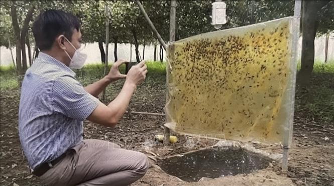 Dùng bẫy đèn sinh học bắt sâu róm trưởng thành. Ảnh: Hồng Nhung - TTXVN