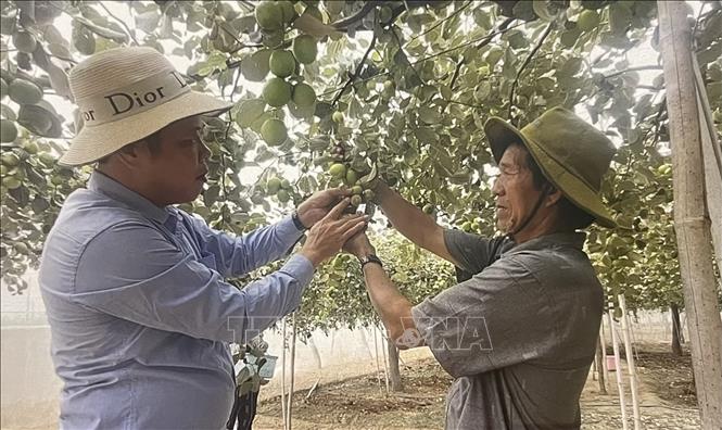 Nông dân kiểm tra chất lượng trái táo xanh. Ảnh: Hồng Nhung - TTXVN