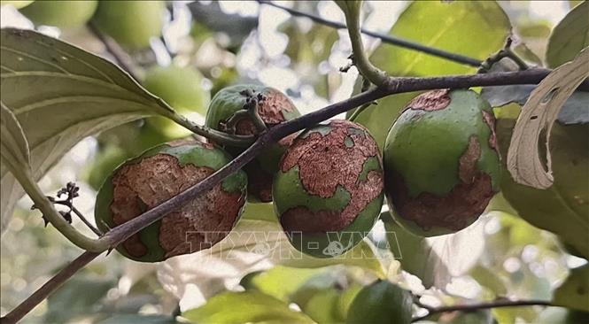Trái táo xanh bị sâu róm phá hại. Ảnh: Hồng Nhung - TTXVN