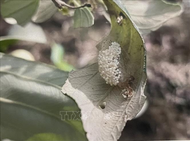 Trứng sâu róm trên cây táo. Ảnh: Hồng Nhung - TTXVN