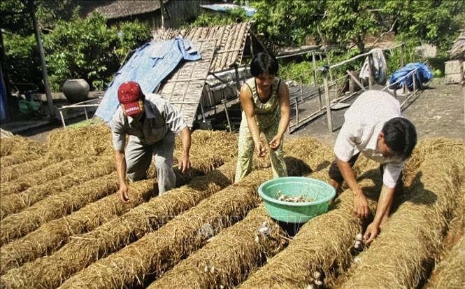 Rơm được người dân sử dụng trồng nấm, gia tăng kinh tế hộ gia đình tại Hậu Giang. Ảnh: Hồng Nhung - TTXVN