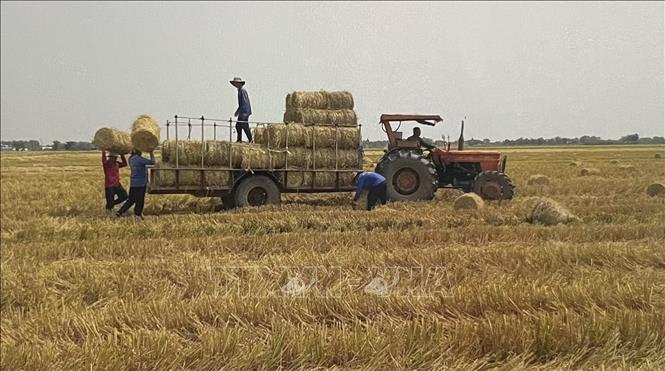 Nông dân huyện Tân Hưng (Long An) thu gom rơm bán cho thương lái với giá từ 17.000 đến 25.000 đồng/cuộn. Ảnh: Hồng Nhung - TTXVN