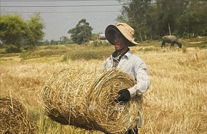 Nông dân thu gom rơm bán cho người trồng nấm rơm, nâng cao thu nhập. Ảnh: Hồng Nhung - TTXVN