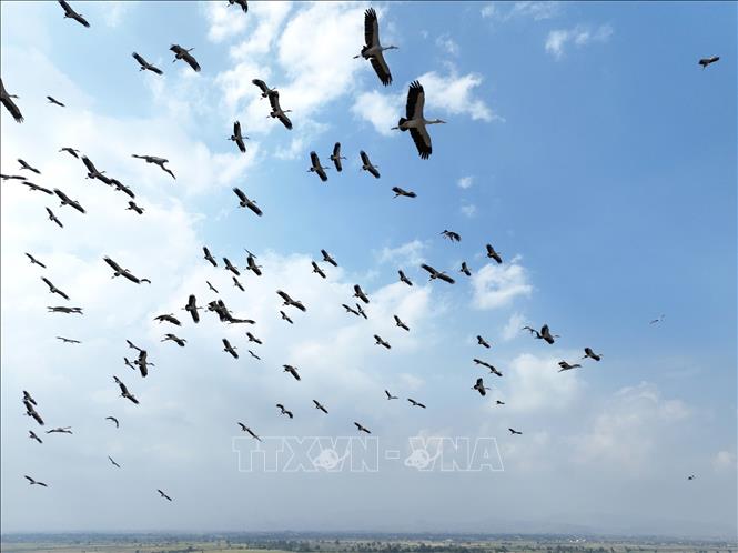 Asian open-bill storks (Anastomus oscitans) return to Ia Mron. VNA/Photo by courtesy