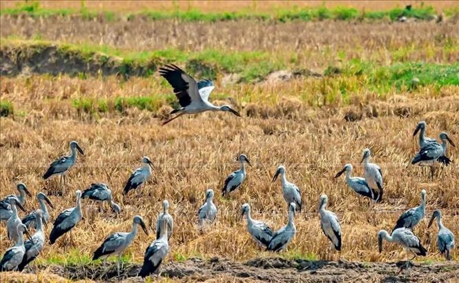 Asian open-bill storks (Anastomus oscitans) return to Ia Mron. VNA/Photo by courtesy