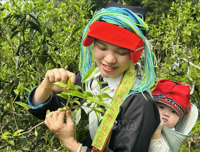 Phụ nữ Dao địu con trên lưng đi hái chè Xuân trên đỉnh Tây Côn Lĩnh. Ảnh: Đức Thọ - TTXVN
