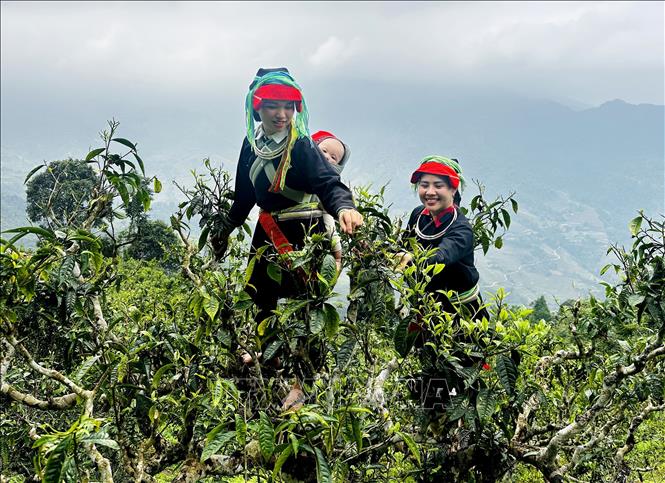 Phụ nữ người Dao hái chè Xuân trên đỉnh Tây Côn Lĩnh. Ảnh: Đức Thọ - TTXVN