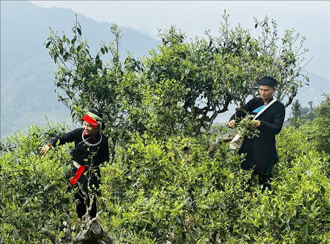 Đồng bào dân tộc Dao ở Hà Giang cheo leo hái chè trên những cây chè Shan tuyết cổ thụ hàng trăm năm tuổi. Ảnh: Đức Thọ - TTXVN
